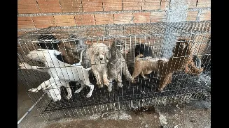 Mais de 60 animais são resgatados em situação de maus-tratos na zona sul