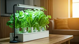 City Plant Parents Have Entered The Hydroponic Era