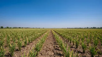 Could Less September Rain Affect India's Food Supply? Here Are The Key Links