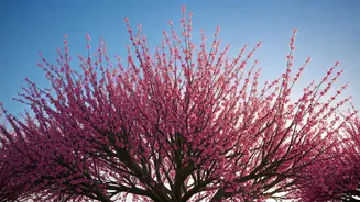 Japan's Unmissable Destinations: A Traveler's Guide