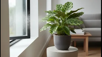 Rainy Weather Makes Odour Control More Serious