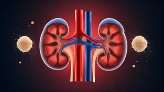 Whey Protein: Friend or Foe for Your Kidneys? Unpacking the Gym Supplement Debate