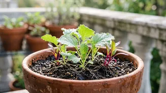 Balcony Gardening In November: Essential Pest Control Tips For Winter Veggie Crops
