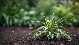 Why you should add spider plant to your porridge