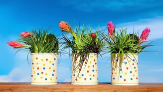 Urban Balcony Gardens Flourish With Colourful Plants That Need Little Watering
