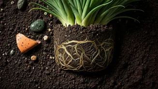 Monsoon Plants Need Drainage Before Decoration