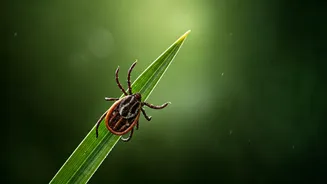 Monsoon tick risk rises during walks