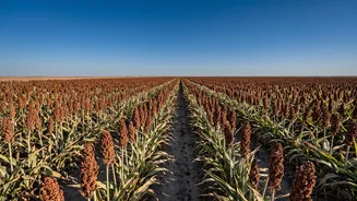 El Niño threat: Shift to low-water crops