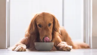 Alerta veterinário: o perigo invisível na vasilha do seu cachorro que pode adoece-lo em silêncio