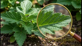 Identify Existing Plants Before Assuming Years Of Exposure Mean Safety