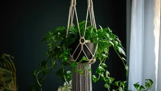 Decorating Rooms With Indoor Plants: Hanging Planters For Small Spaces To Try
