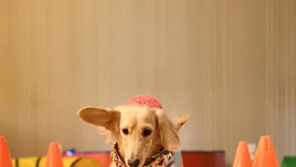 Indoor Pets Can Get Bored Too, Making Play, Exploration And Foraging Useful Daily Activities