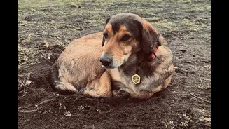 Cão Poze: tudo o que se sabe sobre a morte do animal na Argentina