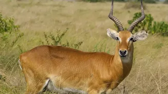 A Botswana Lodge Guide Should Match Wildlife Interests With Seasonal Conditions