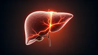 Beyond Diet: How Chronic Stress Fuels Fatty Liver Disease in Professionals