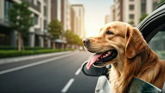 City Tourism Gets Better When Dogs Are Welcome