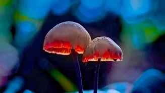 Nature Lovers Are Exploring India's Mushroom Season With Curiosity And Greater Awareness