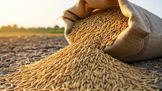 India's Concerns: Rice Surge, Food Security & Sustainability