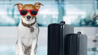 Veterinary Appointment Availability Belongs in Pet Relocation Planning