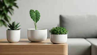 Plant Parents Want Greenery Without Cleaning Drama