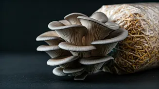 Cultivate Your Own Oyster Mushrooms: A Simple Guide to Home Growing