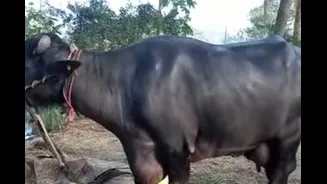 Lucknow Dairy Owner Locks Buffaloes, Goats Inside Bedroom To Escape Civic Crackdown