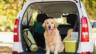 How to plan a perfect vacation with your pet