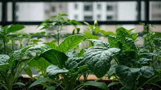 Urban Homes Are Trying Rainy-Season Vegetables