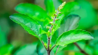 Why Traditional Kashayams And Herbal Brews Celebrate South India's Rich Medicinal Plant Heritage Tastefully