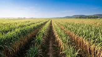 Output Fell By More Than Ethanol Diversion Rose In India's Sugar Market