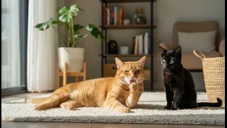 How to use positive reinforcement behavioral methods to settle a second rescue cat