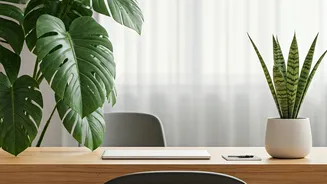 Boost Workspace Productivity Using Biophilic Snake And Monstera Office Plants