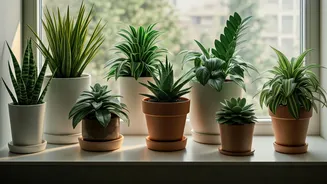 Low-Maintenance Plant Lists Need More Attention Now
