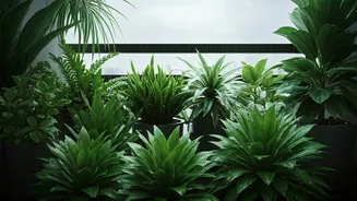 Your Balcony Needs These Monsoon Plants