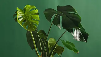 The Simple Pot-Rotation Habit Can Encourage More Balanced Above-Ground Growth