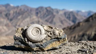Subathu Marine Link Gives 38-Million-Year-Old Marine Fossils Found In Ladakh A Fresh Angle