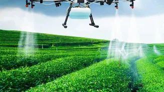 FSSAI to tighten tea pesticide norms