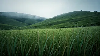 Offbeat Explorers Capture Surreal Meadow Views In Beautiful Rainy Vagamon