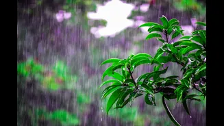 How Monsoon Plant Swaps Can Transform Your Garden