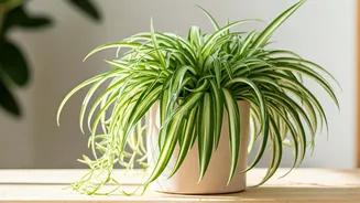 Spider Plants Keep Homes Green And Worry-Free