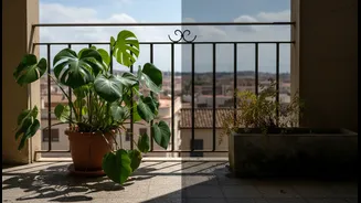 Choose Plants That Match The Balcony's Actual Sunlight, Not The Nursery Display