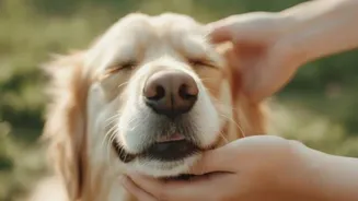 Fun ways to strengthen your bond with pets