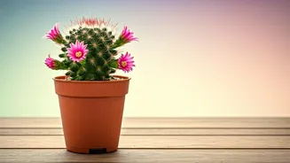 Spiky Sweetness: Why Cacti Adorned Mother's Day Google Doodle for Enduring Love