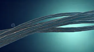 Collagen Supplements: Understanding Their Role in Your Health and Wellness