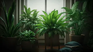 Low-Light Plants Are Perfect For Monsoon Flats