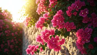 Bougainvillea: India's Beloved Climber and its 18th-Century Explorer's Tale