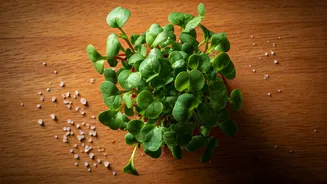 Radish Shoots Are The New Viral Superfood To Eat Daily