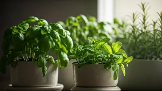 Kitchen-Counter Gardens Are Small, Cute And Useful