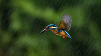 Birdwatching Gets Better During The Rains