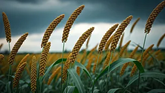 How Millets Could Ease Monsoon Farming Risks